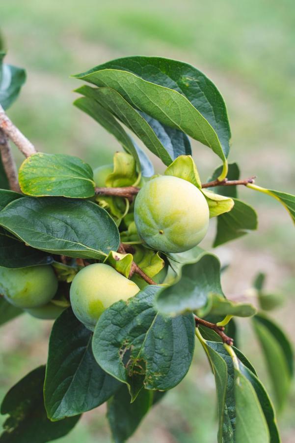 Agriturismo Le Fonti 波塔斯维 外观 照片